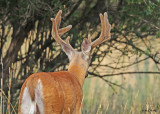 20120717 230 White-tailed Buck (wounded buck).jpg