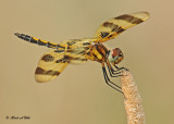 20120717 114 Halloween Pennant.jpg