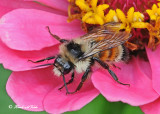 20120810 159 Tricolored Bumble Bee.jpg