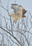 20071228 014 Red-tailed Hawk2.jpg