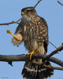 20080115 234 Merlin.jpg