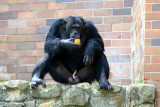 enjoying his orange..