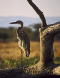 Goliath Heron