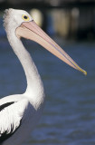 Pelican Profile