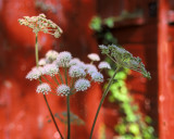 An Unkempt Garden