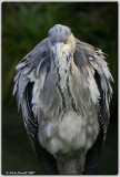 Grey Heron (Ardea cinerea)