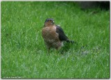 Sparrowhawk (Accipiter nisus)