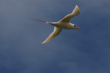 RED-TAILED TROPICBIRD