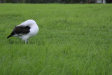 LAYSAN ALBATROSS