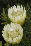 Protea SP