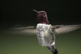 Annas hummingbird Mk 3