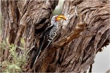  kgalagadi20100159.jpg