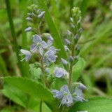 Vronique officinale