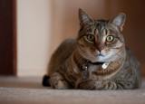 20110226_15628 El Gato (Sat 26 Feb)