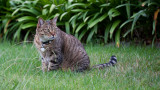 110312_171643_15713 Ah iz teh hunter... (Sat 12 Mar)