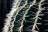 17763 Golden Barrel Cactus II