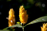 17768 Golden Afternoon, Golden Flower