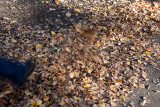 18134 09:13 Day 2 - Kicking The Leaves