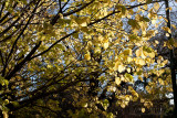 18177 09:36 Day 2 - Melburnian Autumn Leaves I