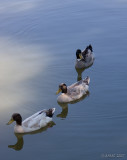 0156 Ducks In A Row
