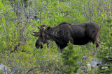 C30F4820GNP Moose.jpg