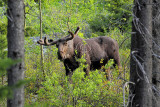C30F4827GNP Moose.jpg