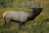 C30F9843Yellowstone Elks.jpg