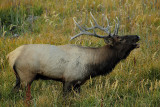 C30F9844Yellowstone Elks.jpg