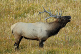 C30F9890Yellowstone Elks.jpg