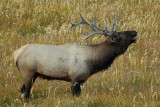 C30F9891Yellowstone Elks.jpg