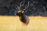 C30F8080Yellowstone Elks.jpg