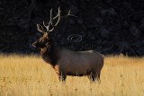 C30F8011Yellowstone Elks.jpg