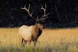 C30F8129Yellowstone Elks.jpg