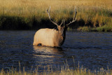 C30F8176Yellowstone Elks.jpg
