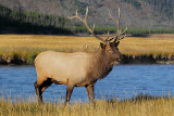 C30F8204Yellowstone Elks.jpg