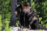 C30F9718Black Bear.jpg