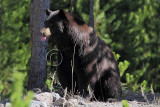 C30F9719Black Bear.jpg