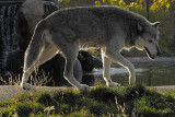 C30F8803Wolf Reserve.jpg