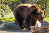 C30F8539Grizzly Reserve.jpg