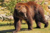 C30F8545Grizzly Reserve.jpg