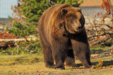 C30F8625Grizzly Reserve.jpg