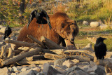 C30F9404Grizzly Reserve.jpg