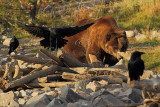 C30F9407Grizzly Reserve.jpg