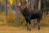 _30F1245Tetons Moose.jpg