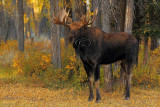 _30F1248Tetons Moose.jpg