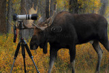 _30F1190Tetons Moose.jpg