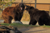 C30F9546Grizzly Reserve.jpg