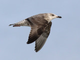 Grtrut - Herring Gull  (Larus argentatus)