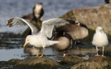 Medelhavstrut - Yellow-legged Gull  (Larus michahellis)