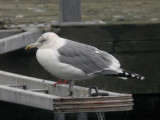 Grtrut - Herring Gull  (Larus argentatus)